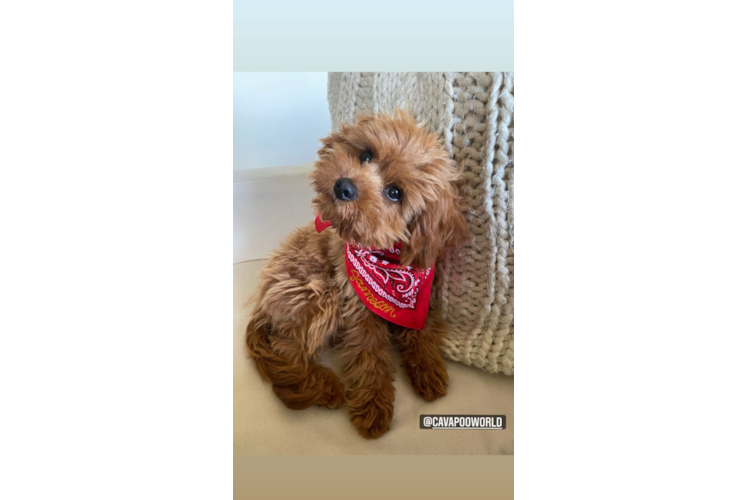 Sweet Cavapoo Baby