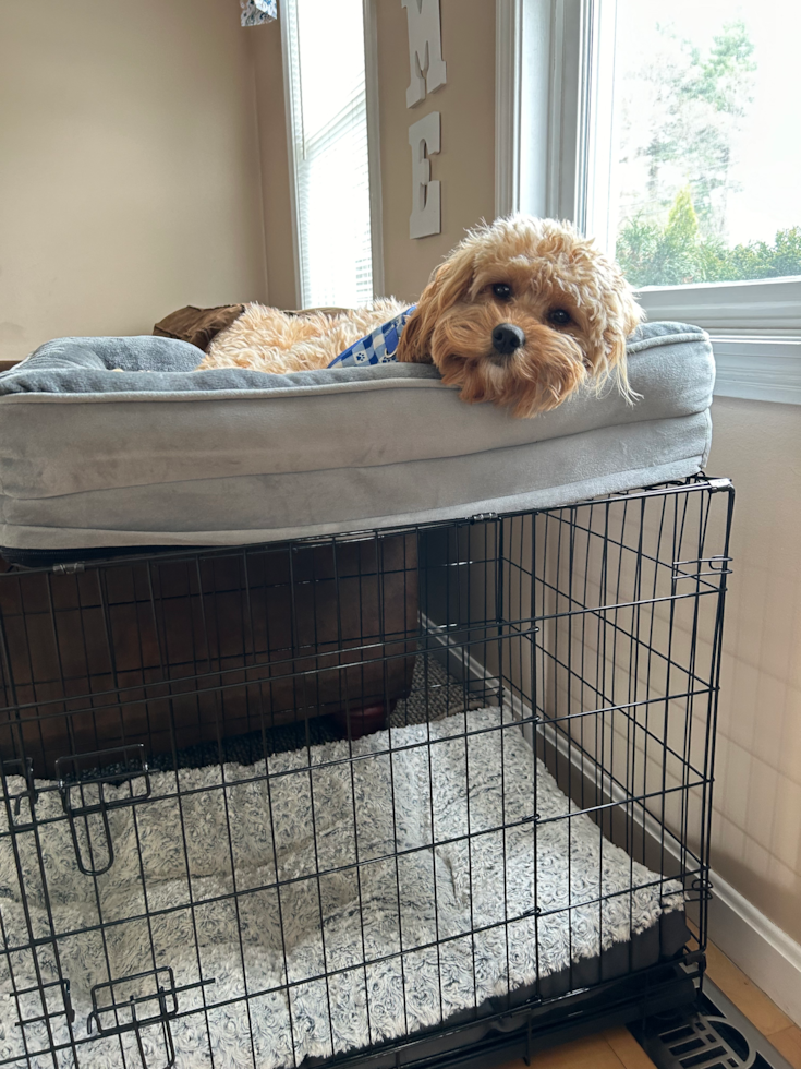 Cute Cavapoo Pup