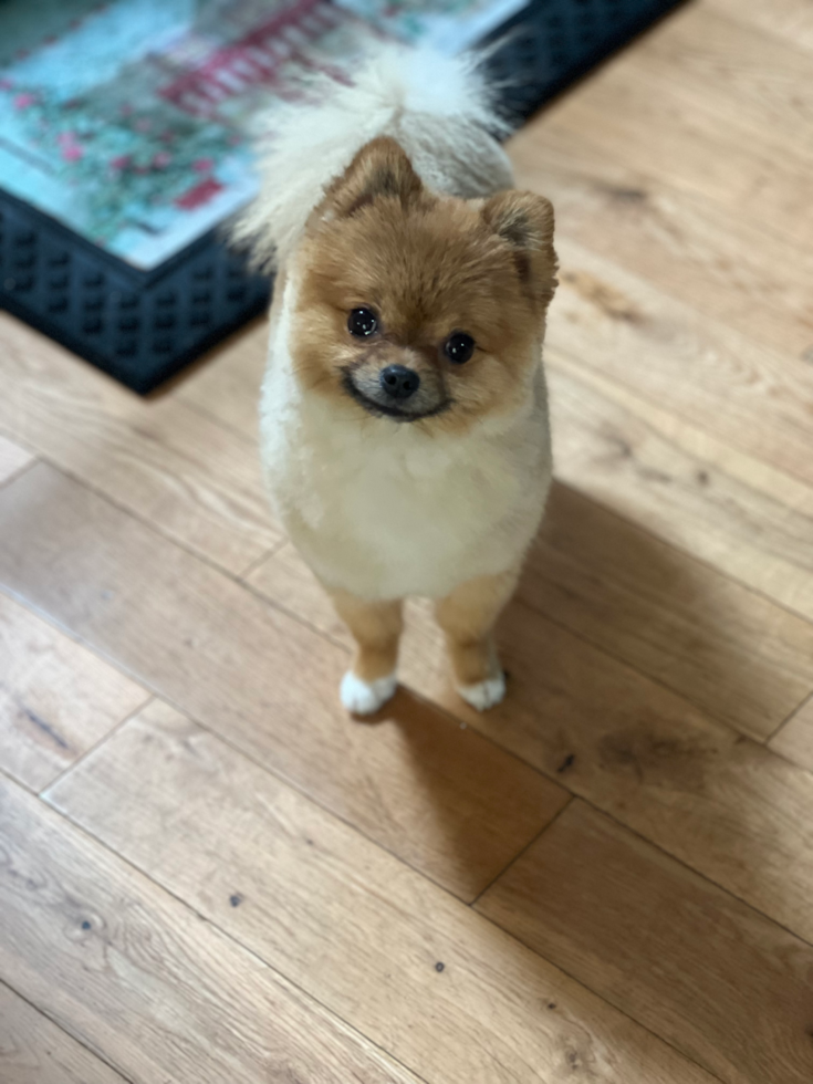 Pomeranian Being Cute