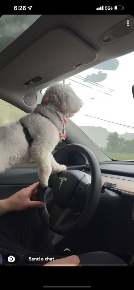 Sweet Bichon Frise Purebred Pup