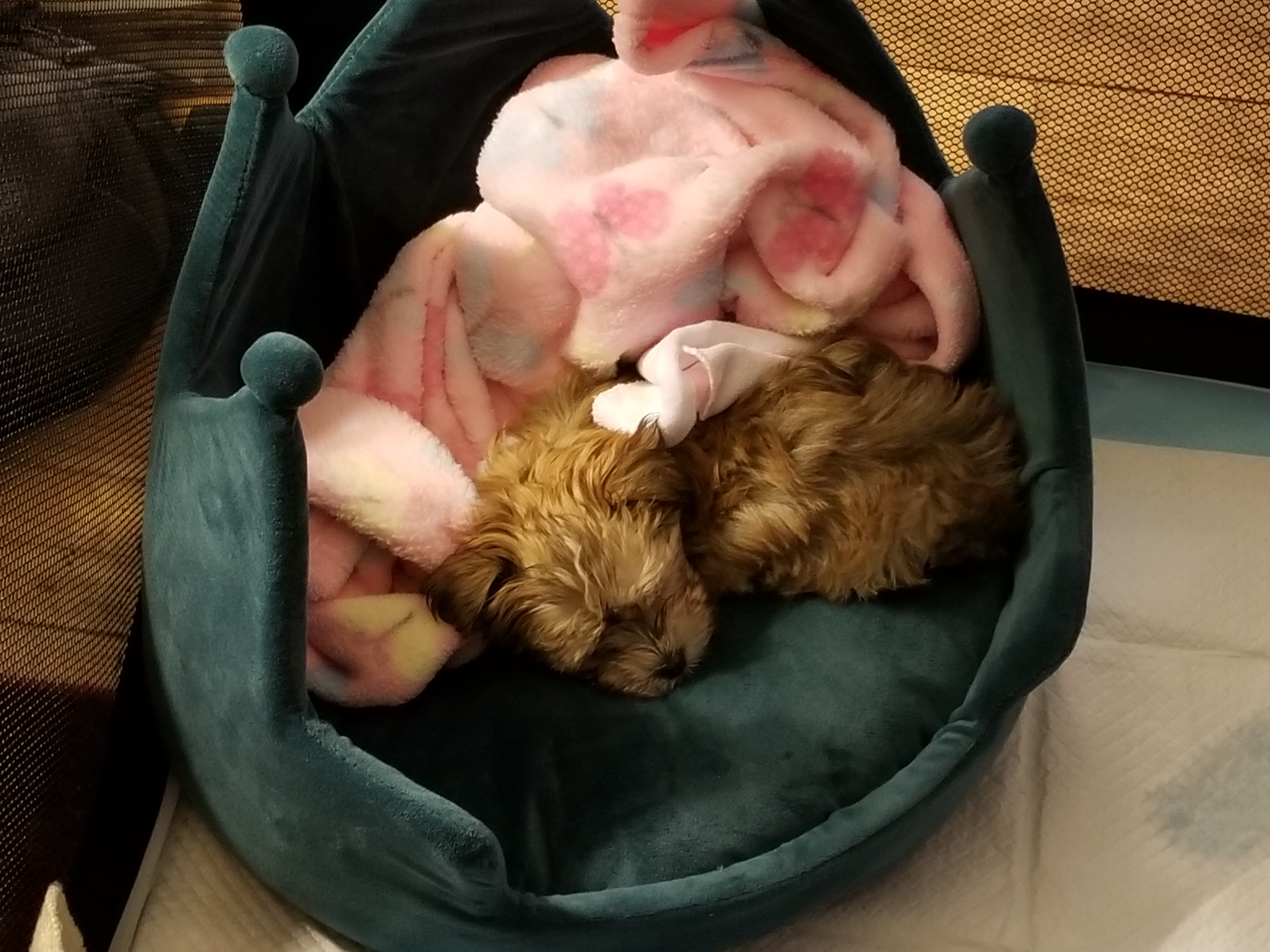 Cute Morkie Baby