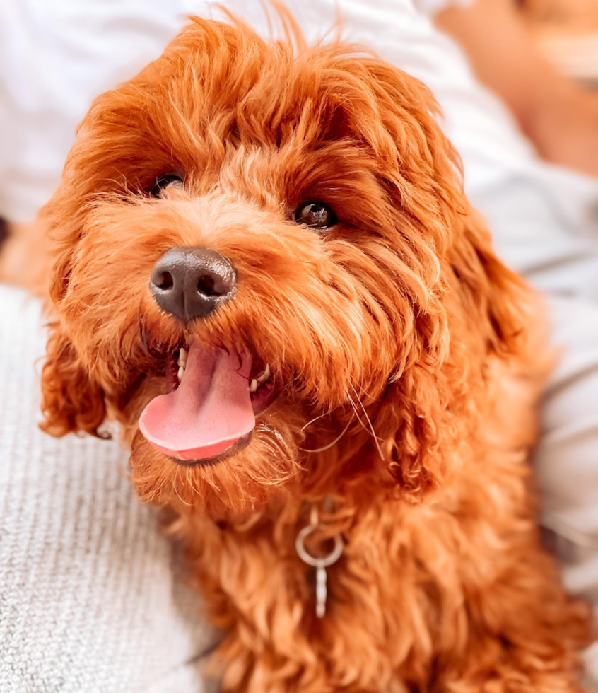 Funny Cavapoo Poodle Mix Pup