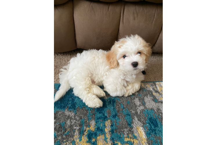 Teddy Bear Puppy for Adoption