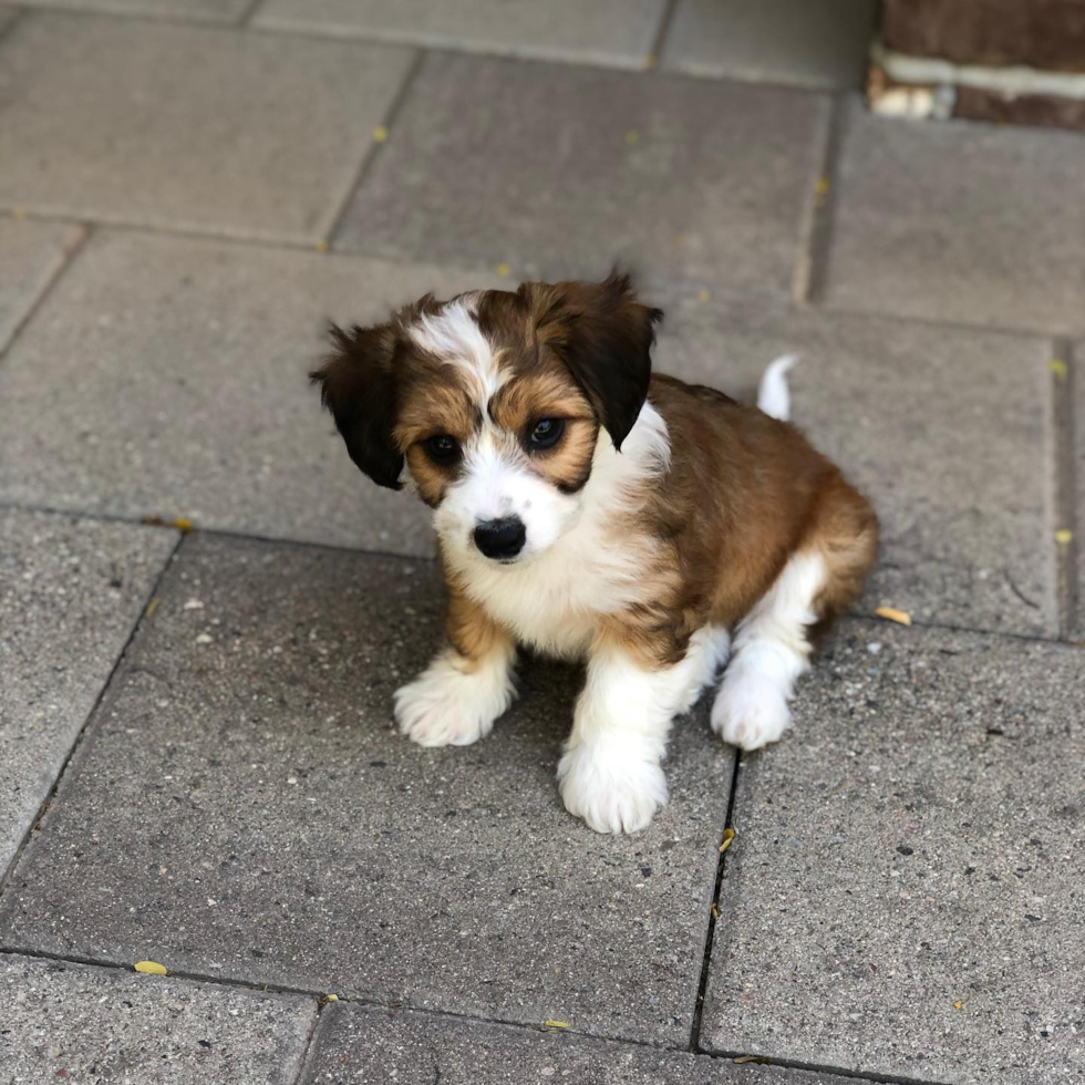 Adorable Australian Designer Pup