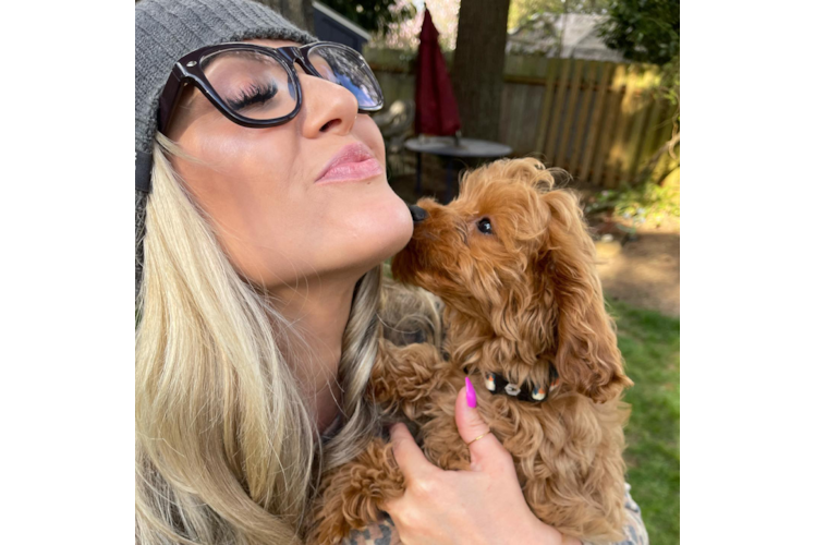 Cavapoo Pup Being Cute