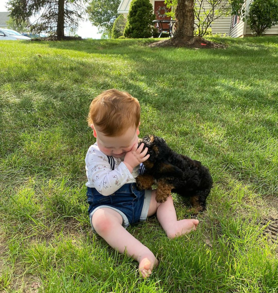 Mini Bernedoodle Being Cute