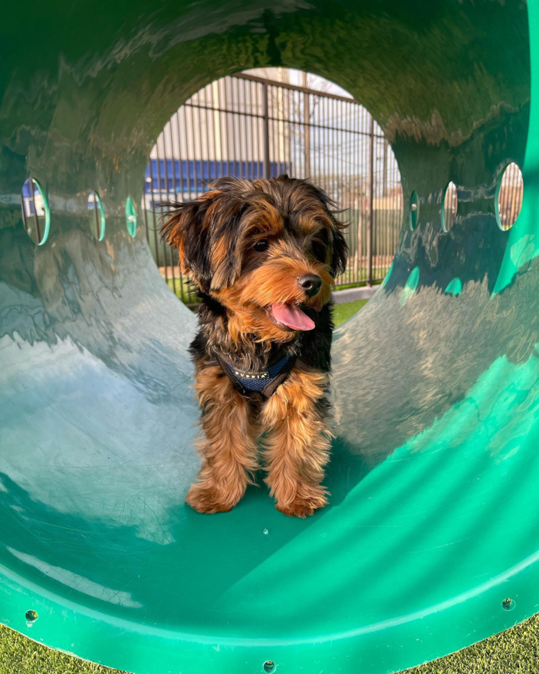 Popular Yorkie Poo Poodle Mix Pup