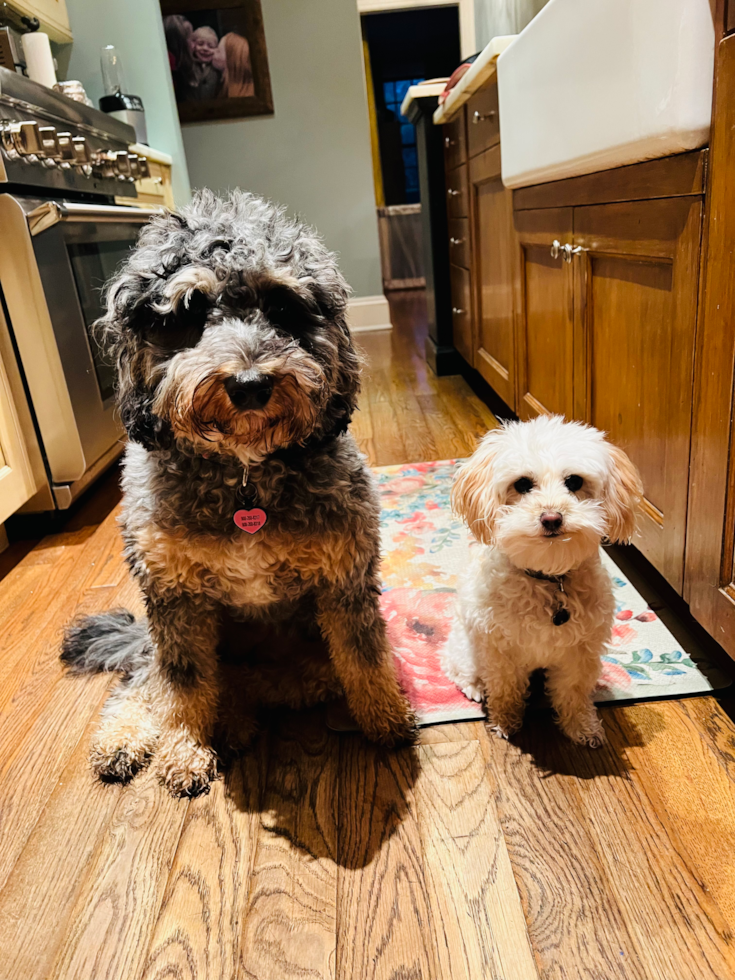 Mini Bernedoodle Being Cute