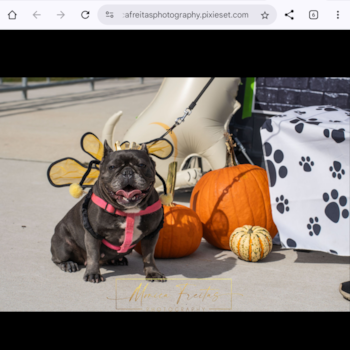 French Bulldog Being Cute