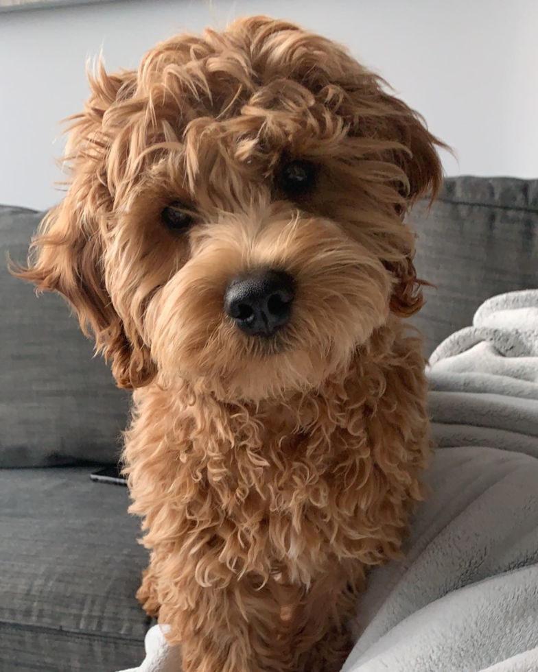 Fluffy Cockapoo Poodle Mix Pup