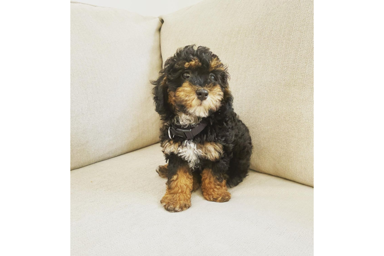 Best Mini Bernedoodle Baby