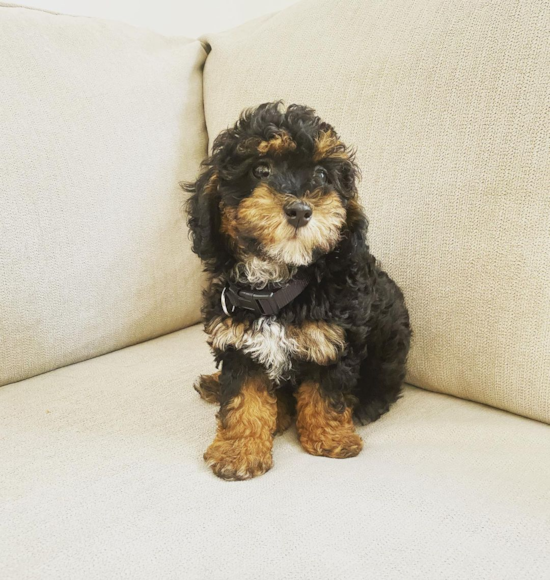 Sweet Mini Bernedoodle Pup