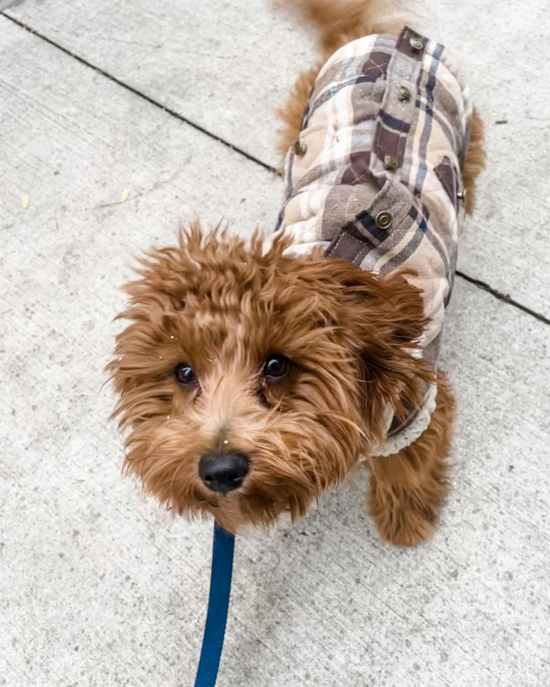 Happy Cavapoo Pup in Chicago IL