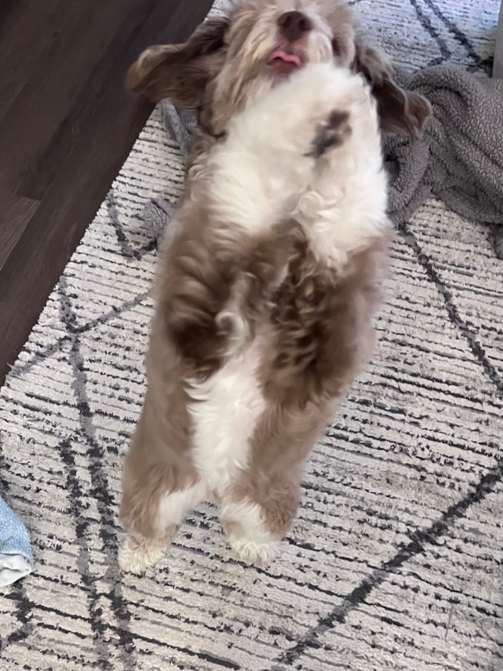 Happy Mini Aussiedoodle Pup in