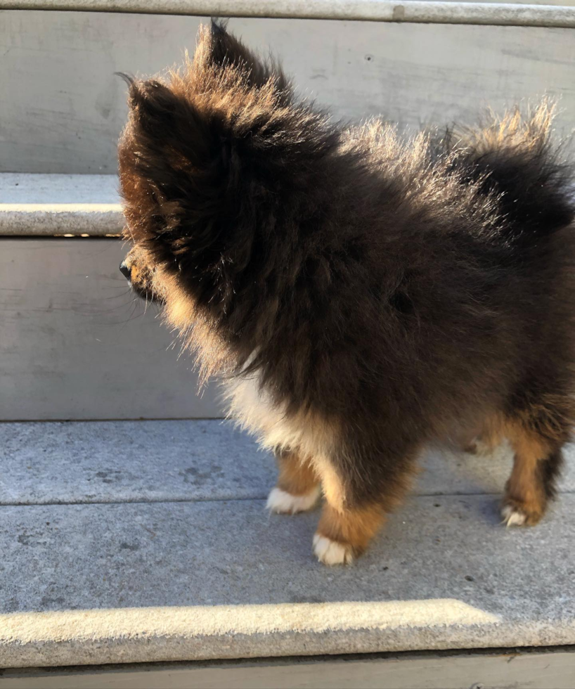 Hypoallergenic Pomeranian Purebred Pup