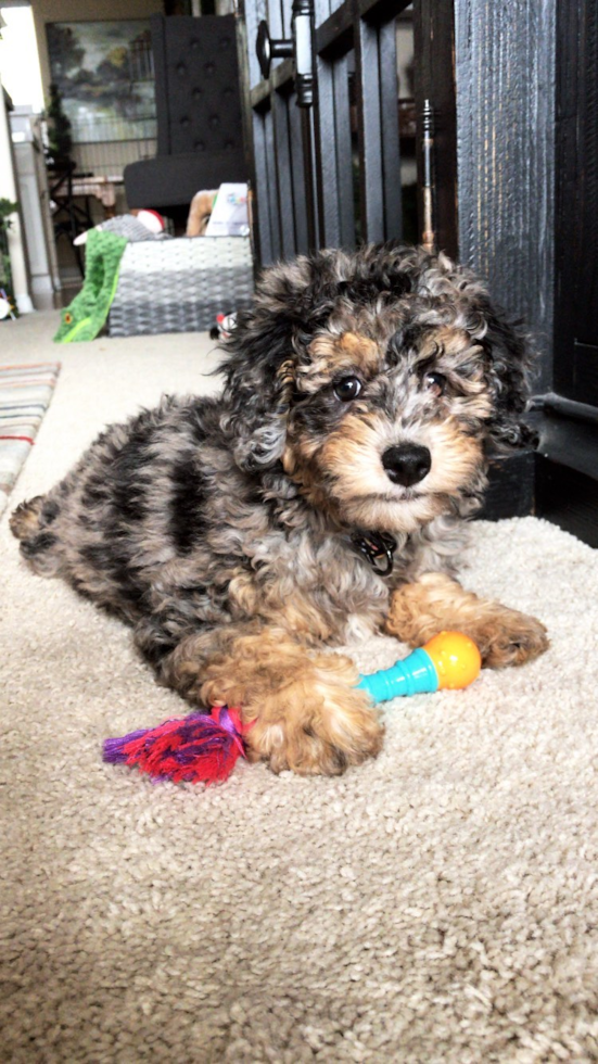 Small Mini Sheepadoodle Pup in San Diego CA