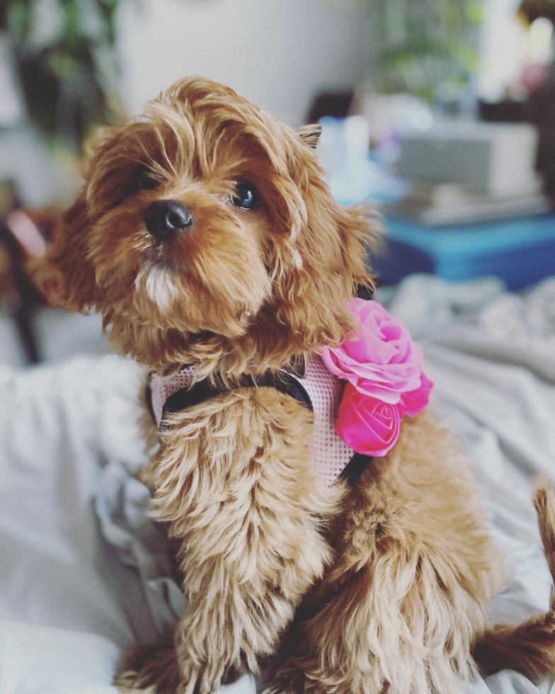 New York Cavapoo Pup