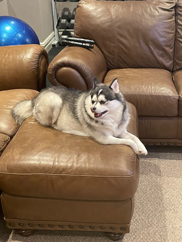 Staten Island Pomsky Pup