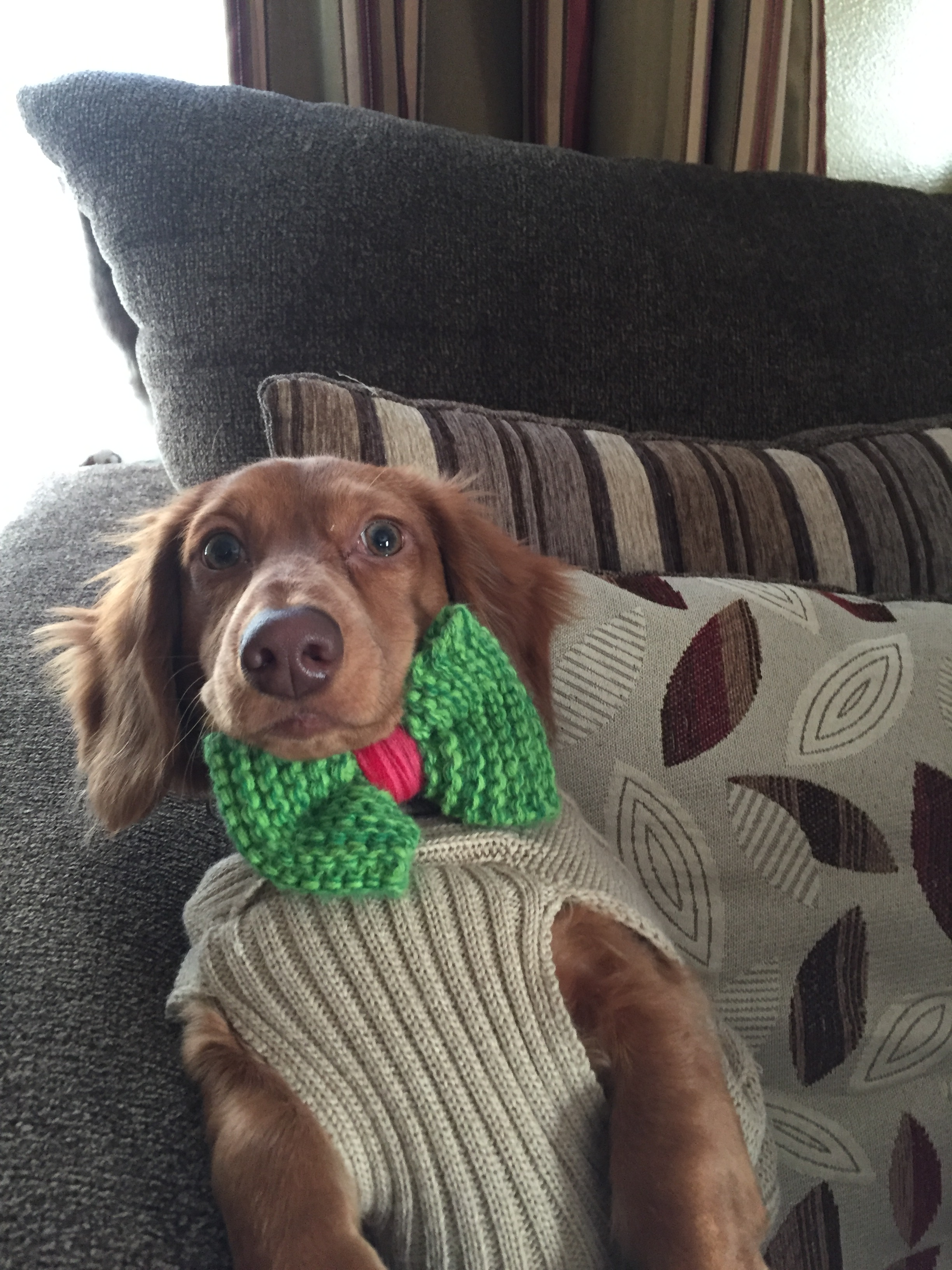 Cute Dachshund Baby