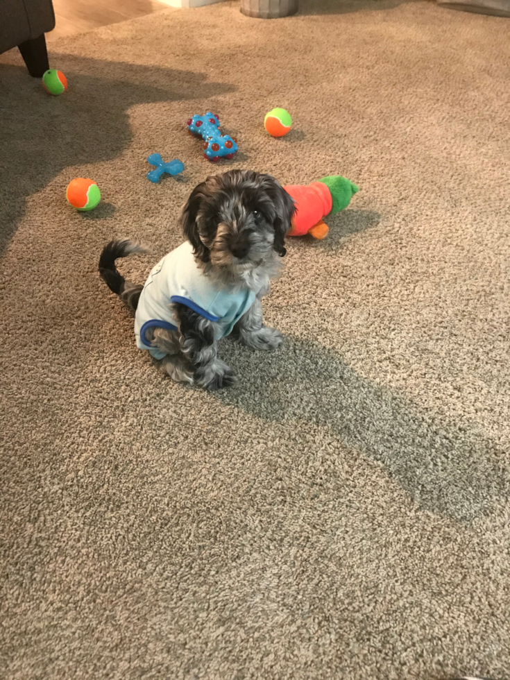 Petite Cockapoo Poodle Mix Pup