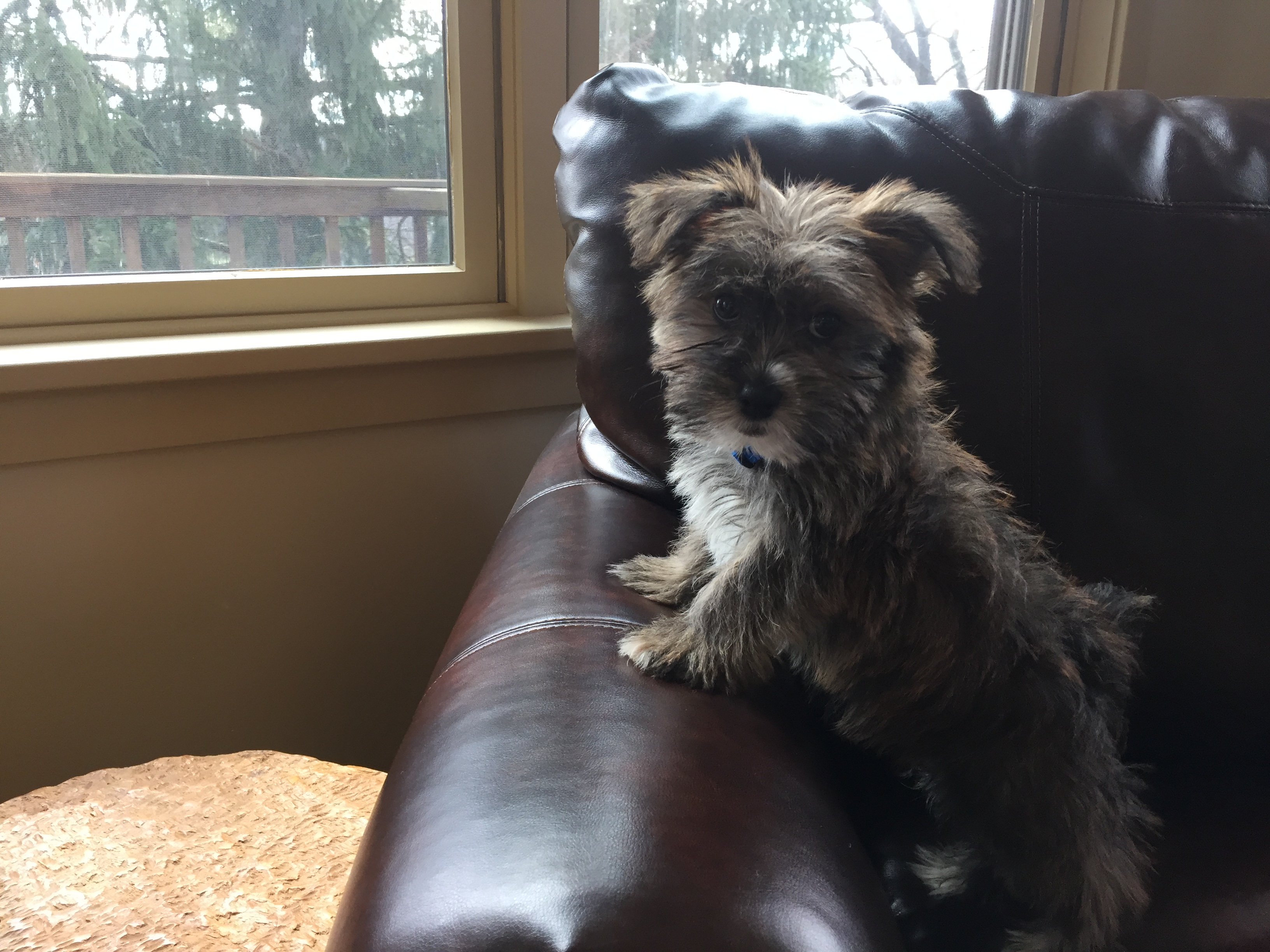 Hypoallergenic Yorkie Designer Puppy