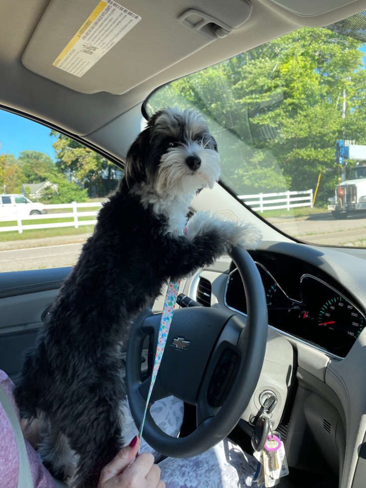 Popular Mini Aussiedoodle Poodle Mix Pup