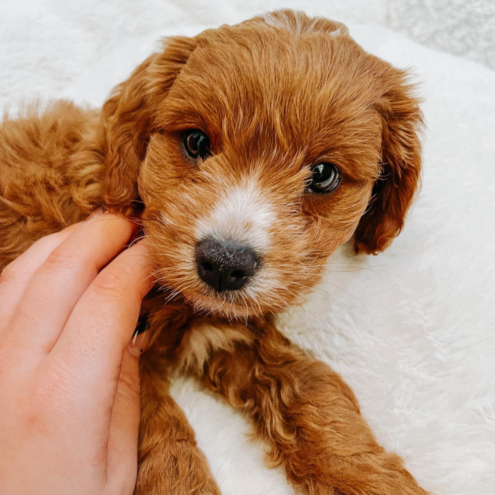 Hypoallergenic Cavoodle Poodle Mix Pup