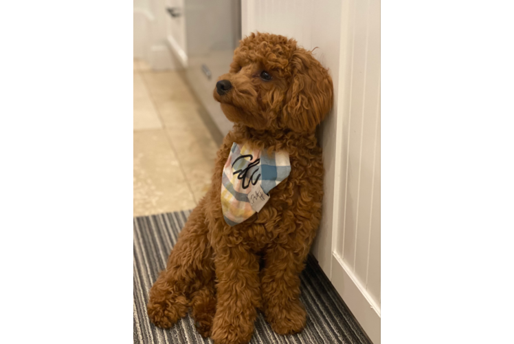 Playful Golden Retriever Poodle Mix Puppy