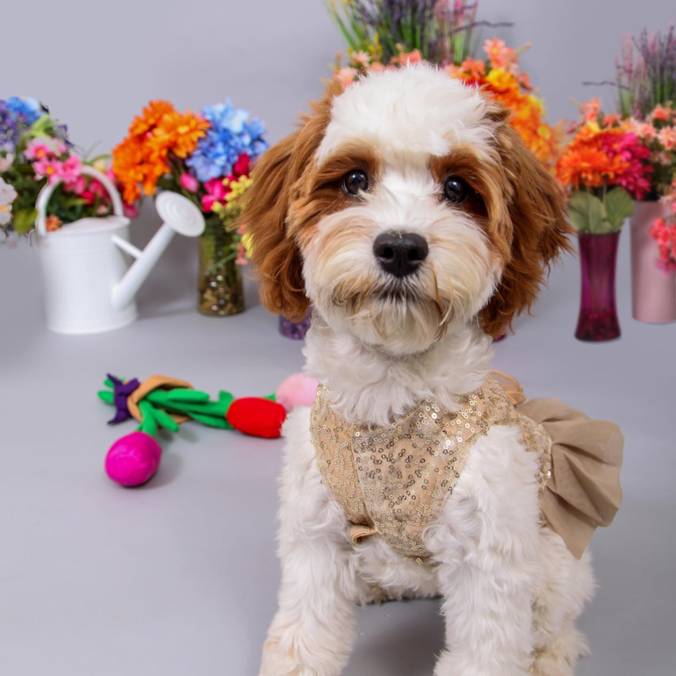 Adorable Cavoodle Poodle Mix Pup