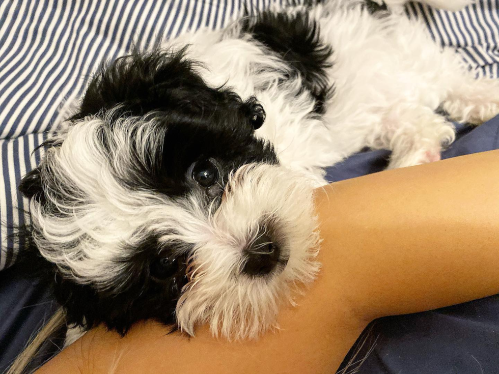 Happy Havanese Pup in New York NY