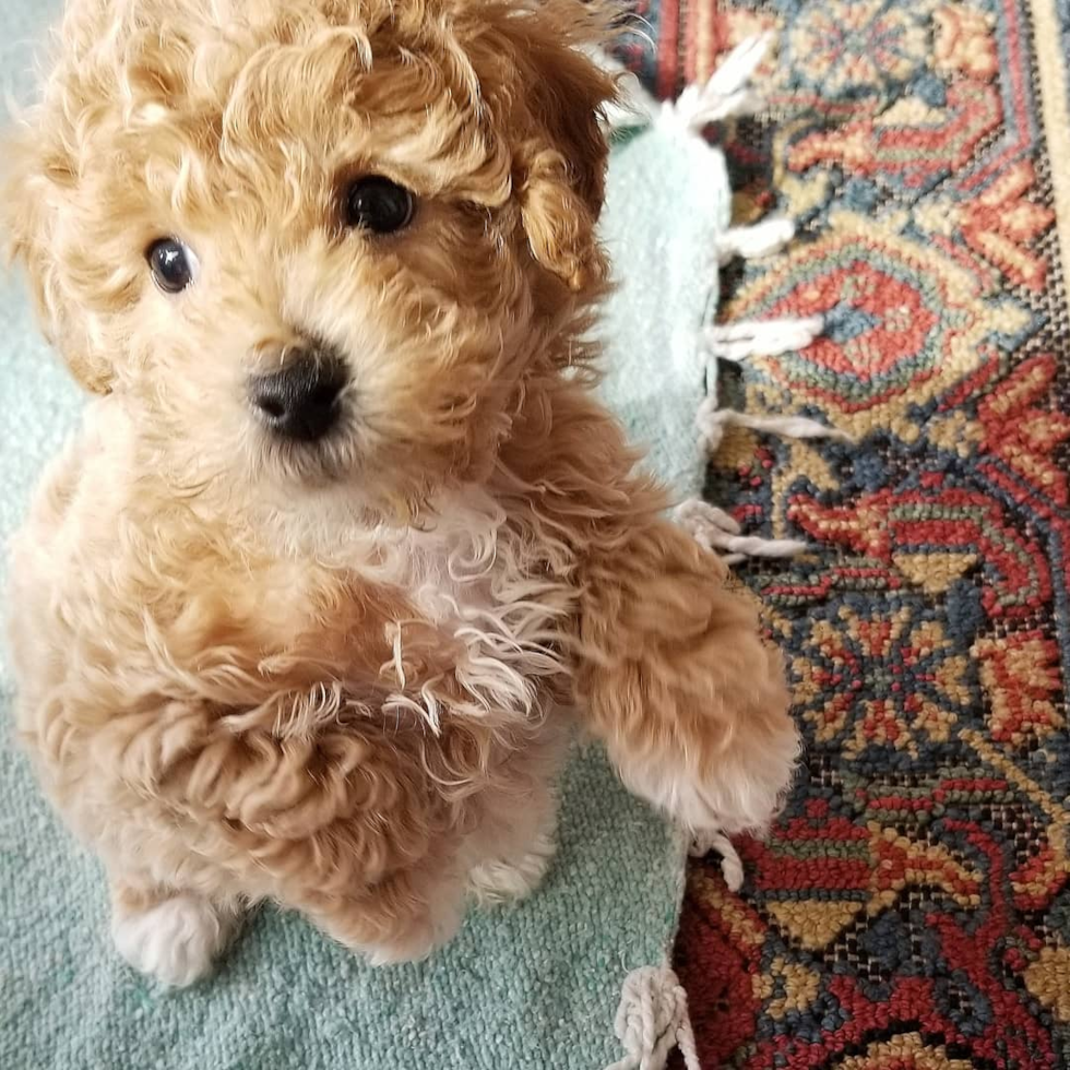 Playful Maltese Poodle Poodle Mix Pup