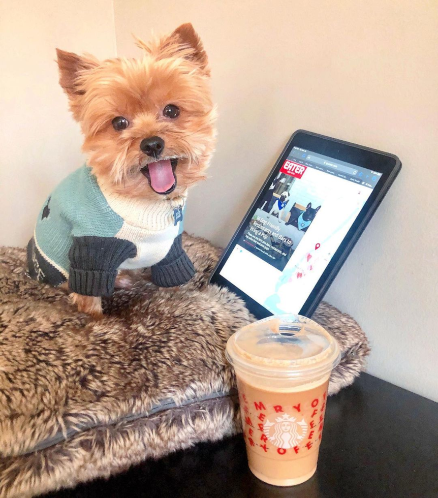 Popular Yorkshire Terrier Purebred Pup