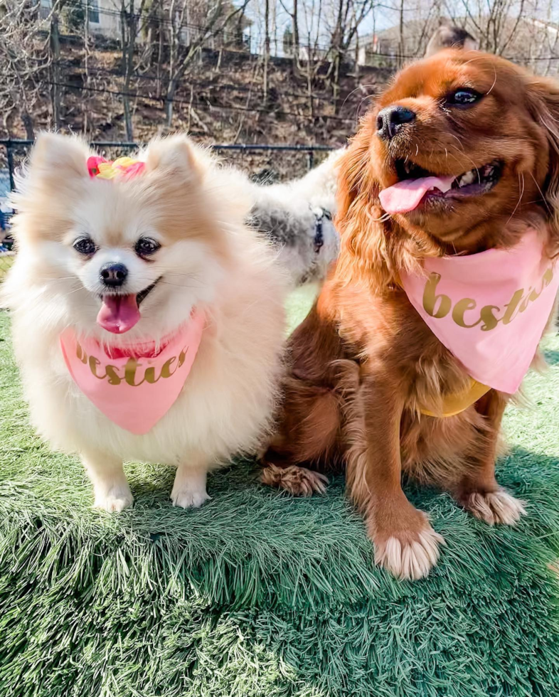 Cavalier King Charles Spaniel Being Cute