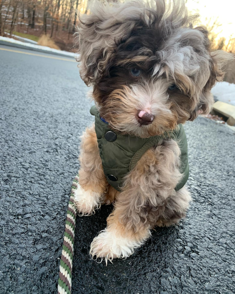 Weston Mini Aussiedoodle Pup