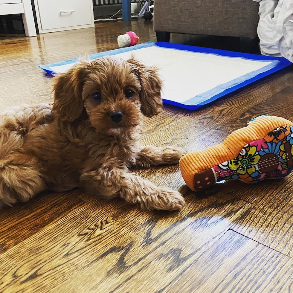 Small Cavapoo Pup