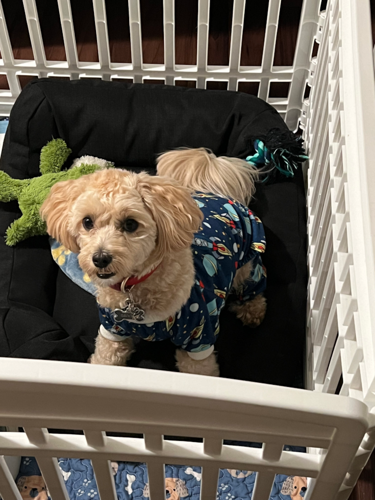 Fluffy Maltipoo Poodle Mix Pup