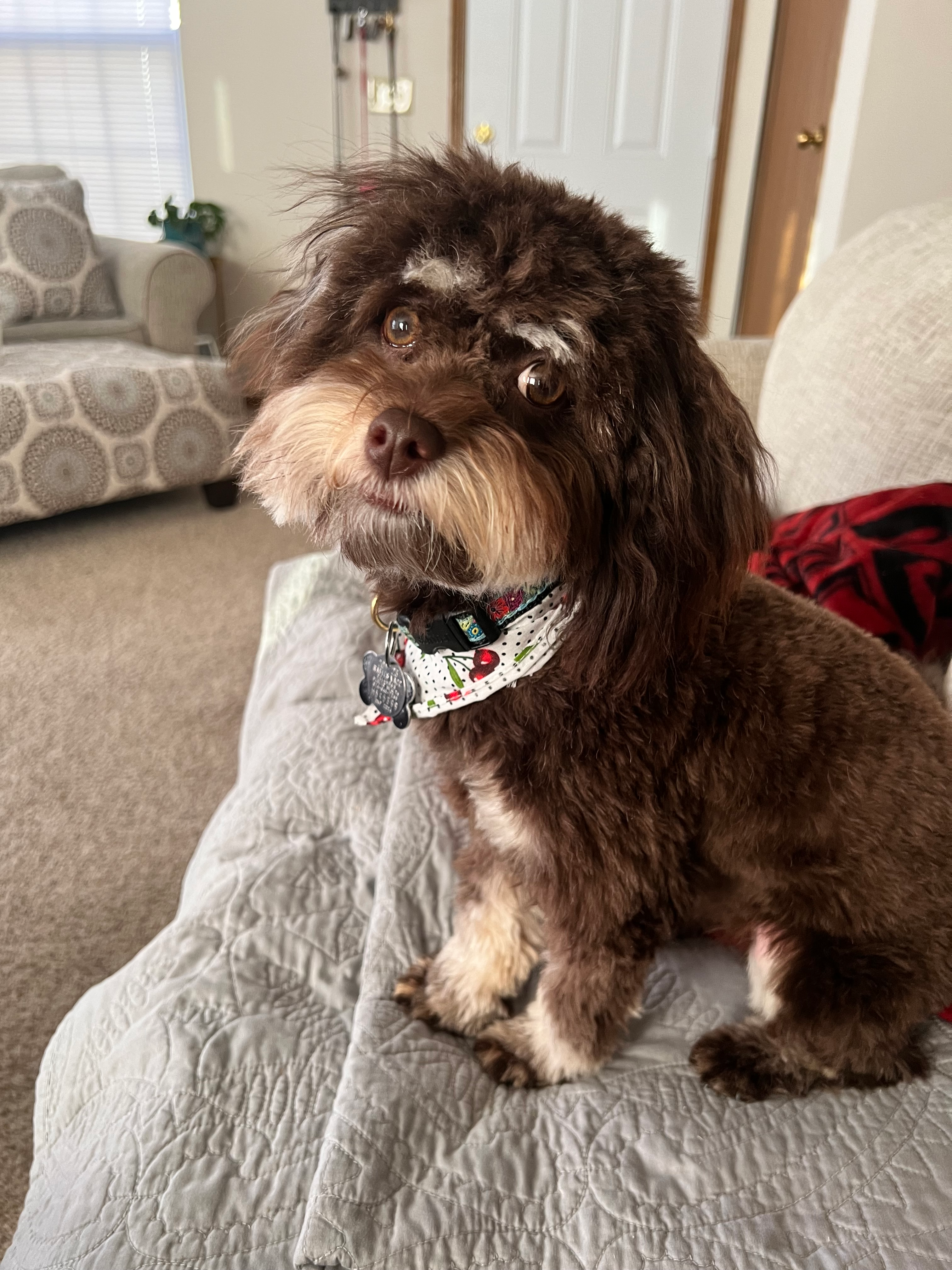 Havapoo Pup Being Cute