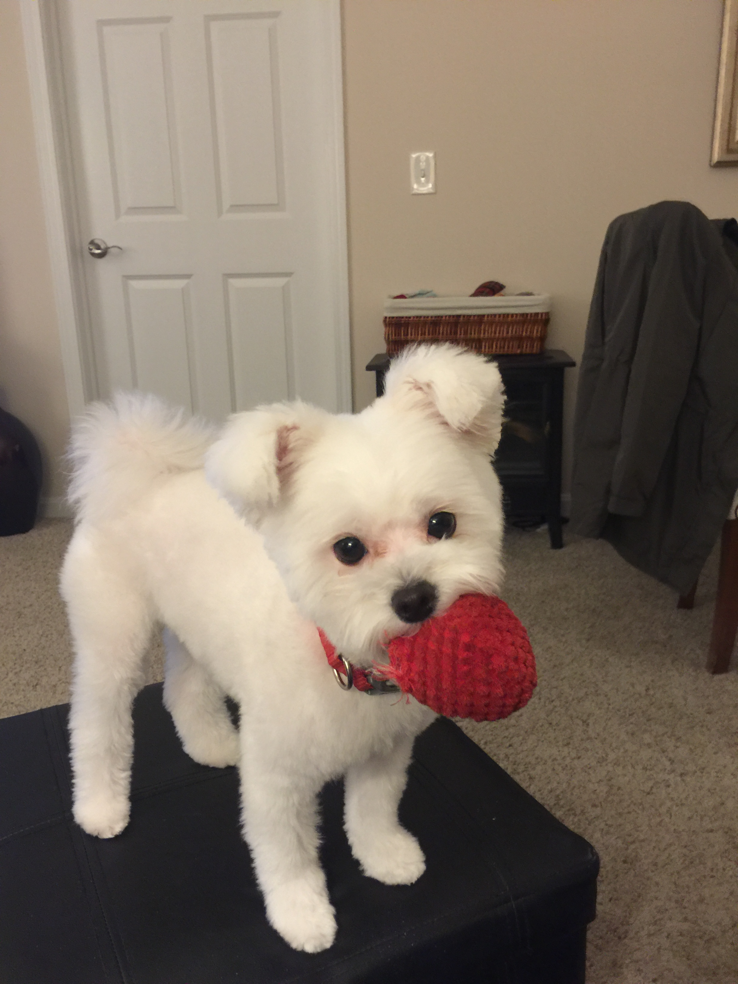 Best Maltipom Baby