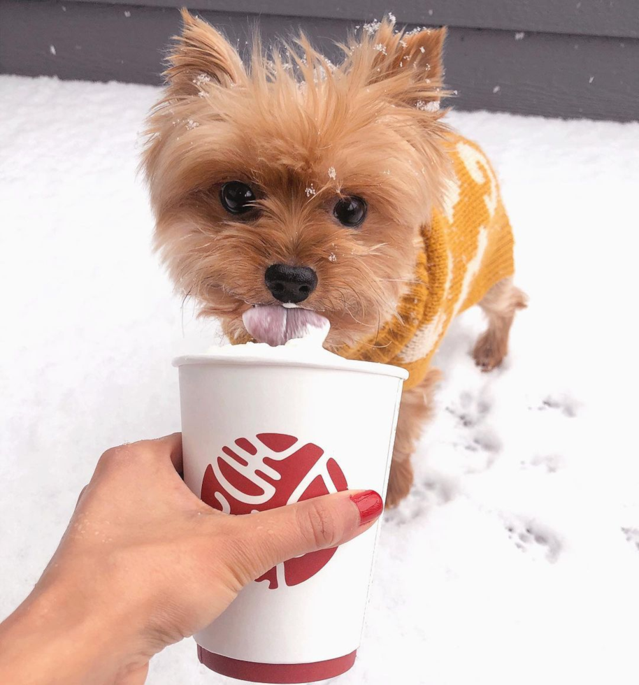 Little Yorkshire Terrier Pup