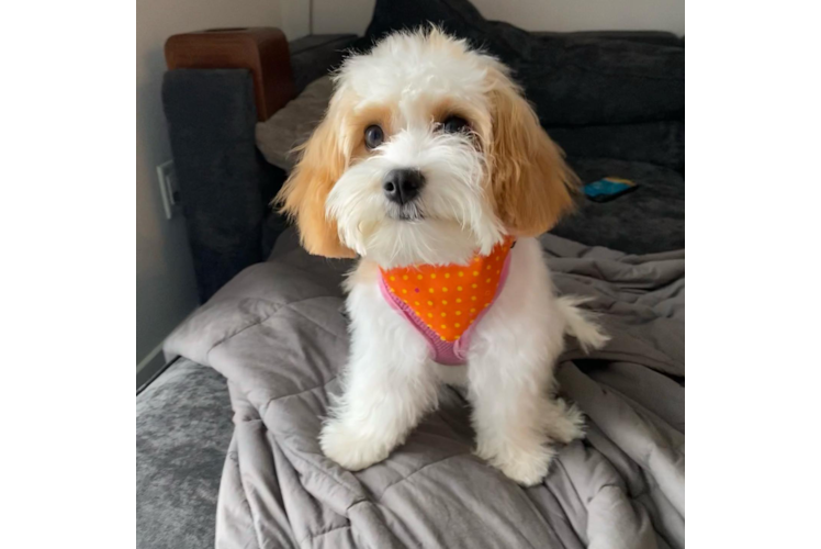 Friendly Cavachon Baby