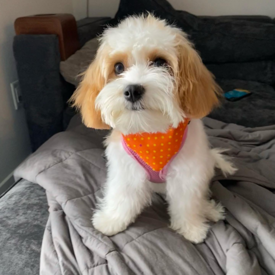 Happy Cavachon Pup