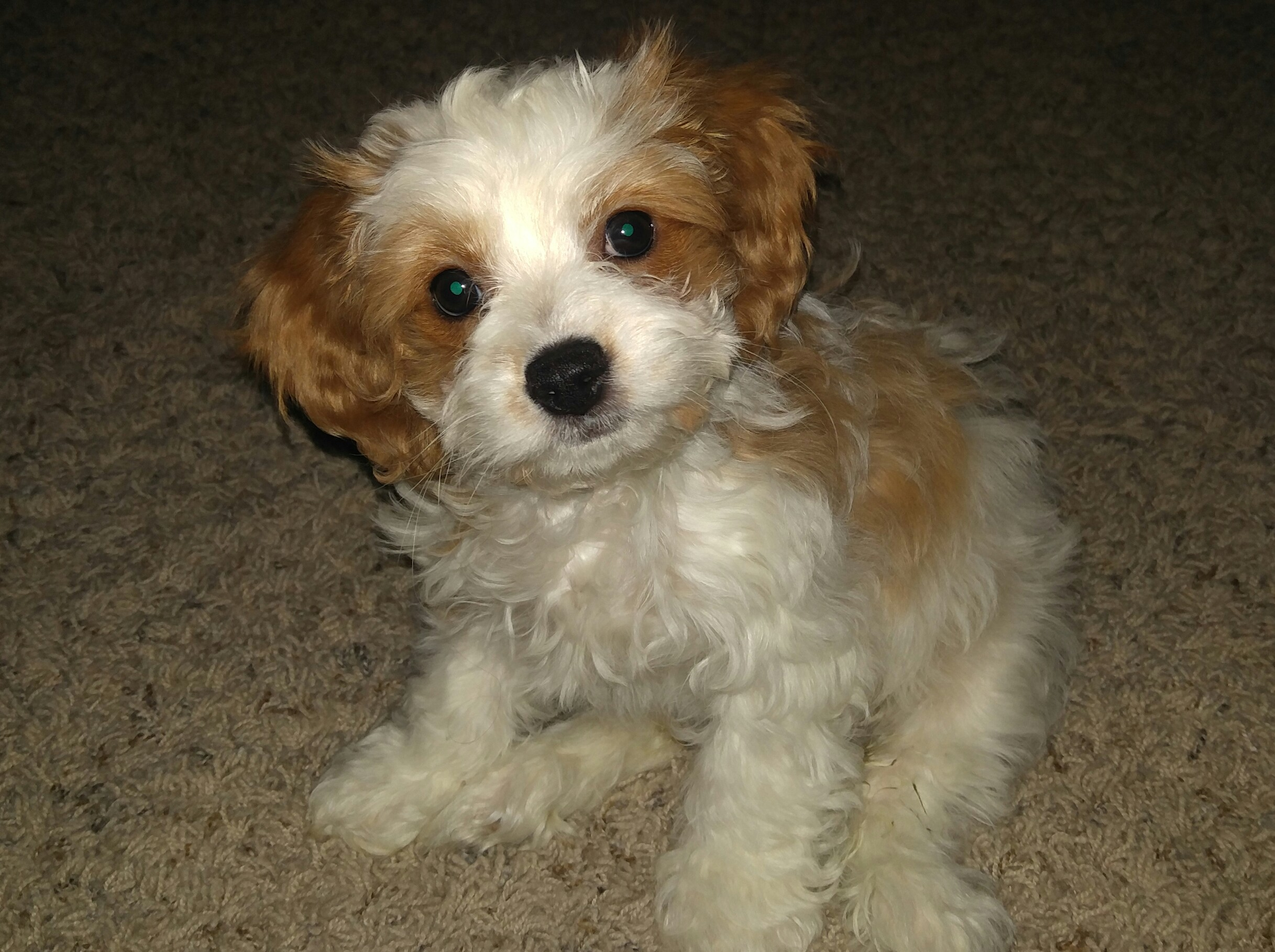 Cute Cavapoo Baby