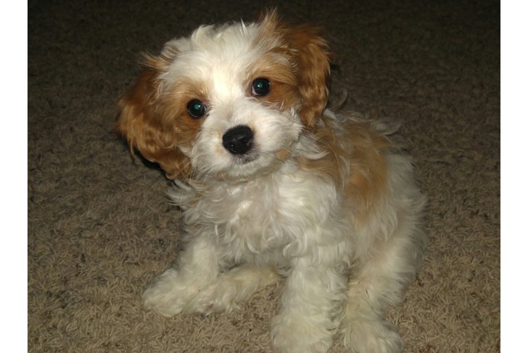 Cute Cavapoo Baby