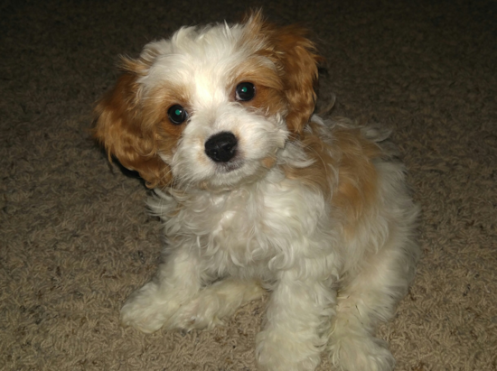 Napoleon Cavapoo Pup