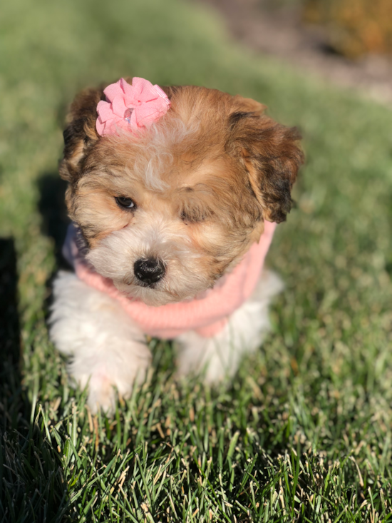 Elkhorn Havanese Pup