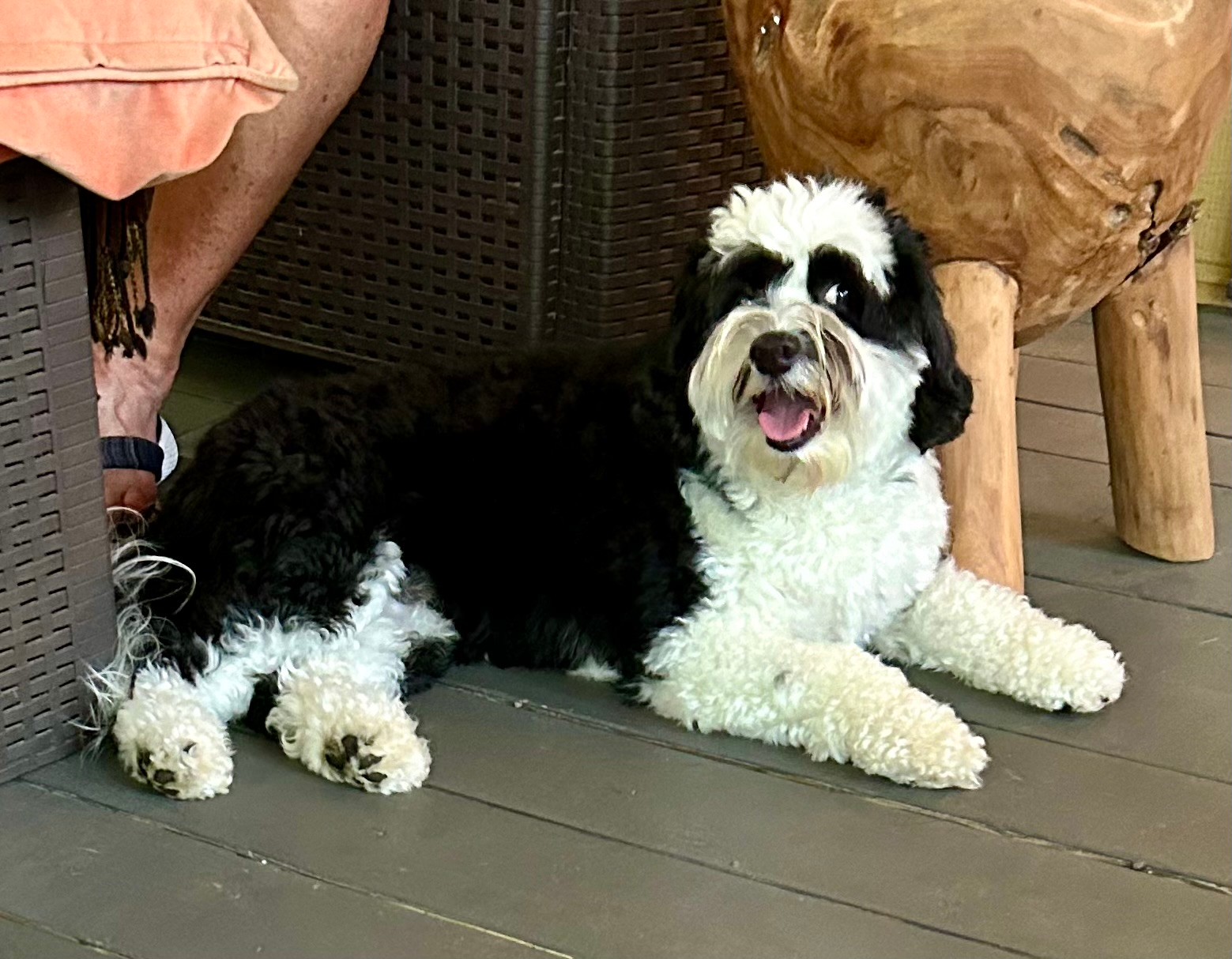 Cute Mini Sheepadoodle Baby