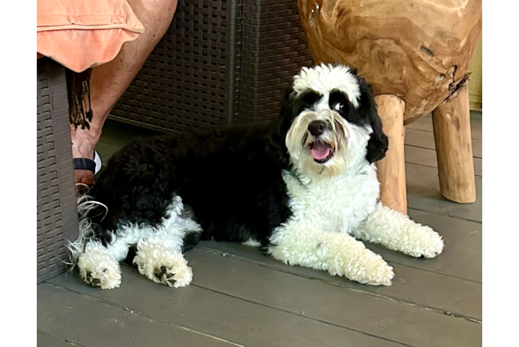 Cute Mini Sheepadoodle Baby