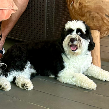 Hypoallergenic Sheep a Poo Poodle Mix Pup