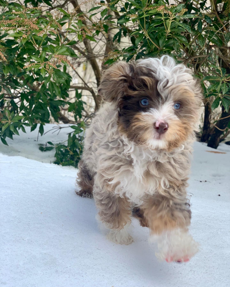 Weston Mini Aussiedoodle Pup