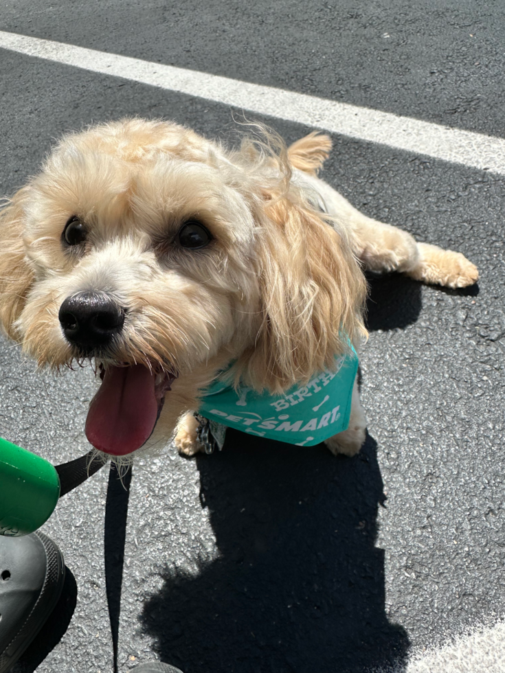 Maltipoo Being Cute